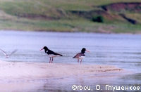 ������-������ �� ������� ���� ������ �� �����